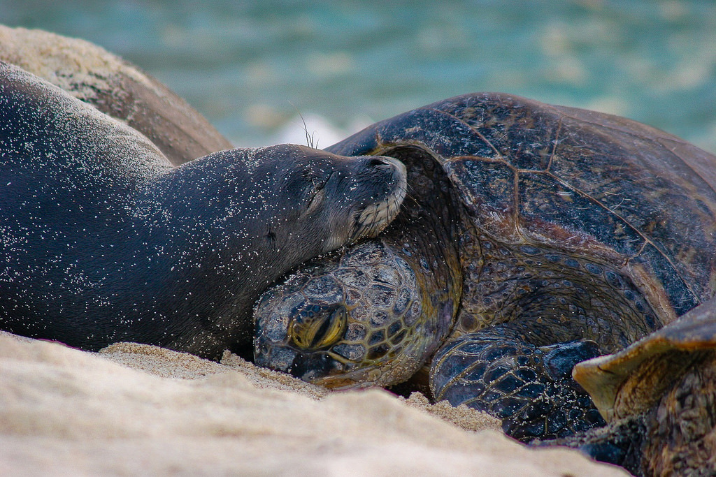 Pmnm  Green Turtle And Monk Seal 26640823494