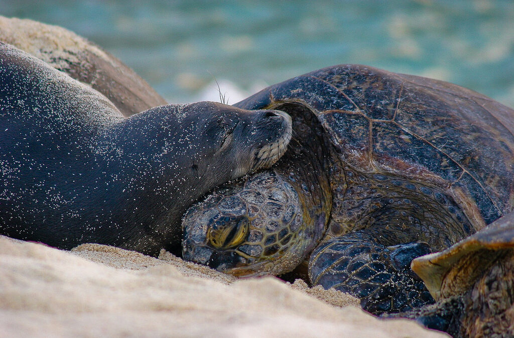 Fantastic Field Camps: Seals, Turtles, & Talk Story