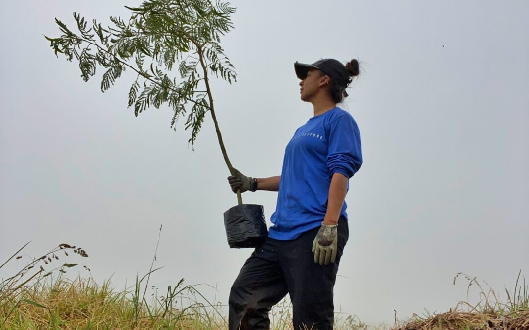 Natural Resources Career Tree