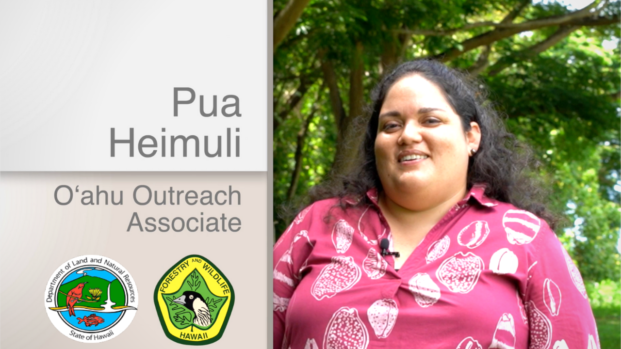 Pua Heimuli